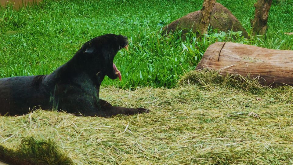 [Imagem de Refúgio Biológico Bela Vista (Itaipu)]