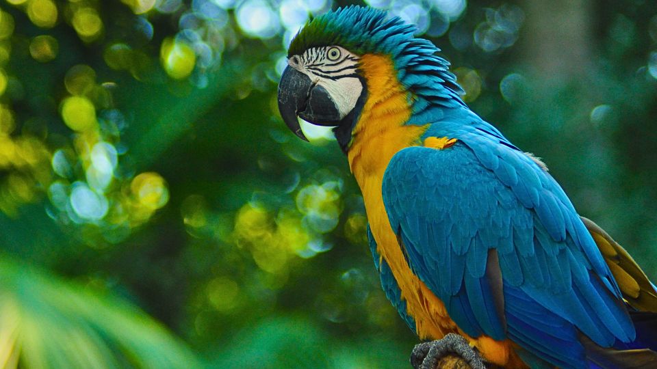 [Imagem de Parque das Aves]