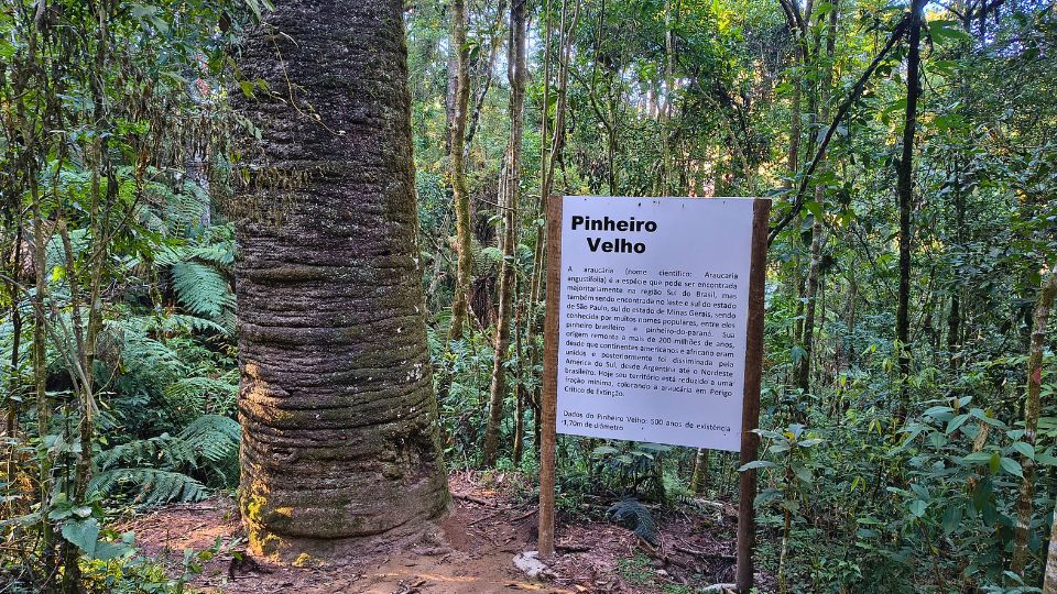 [Imagem de Trilha do Pinheiro Velho ]