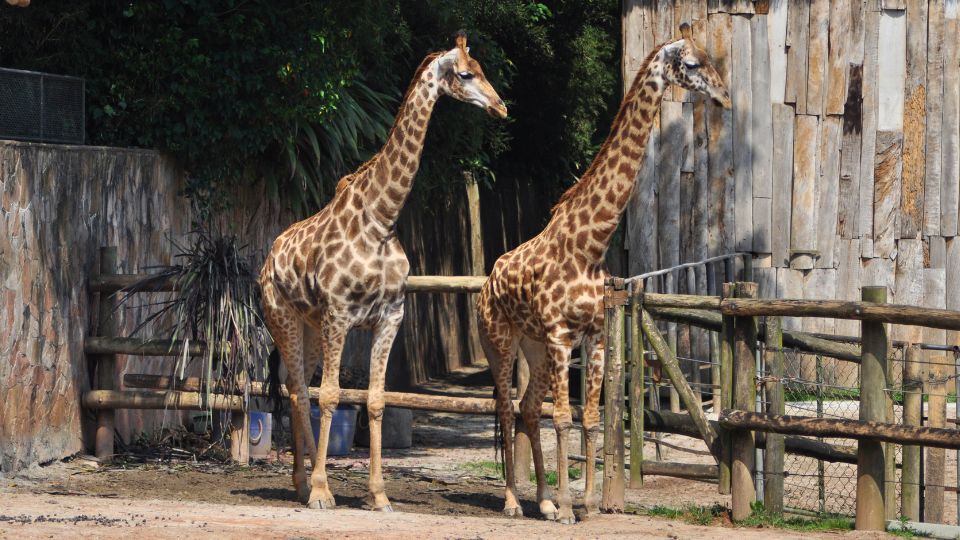 [Imagem de Zoológico de São Paulo (Zoo SP)]