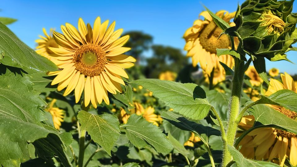 [Imagem de  Bloemen Park]