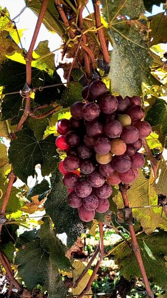 Serra da Macaca: Um belo cacho de uva no pé na Barraca Uvas Guzman