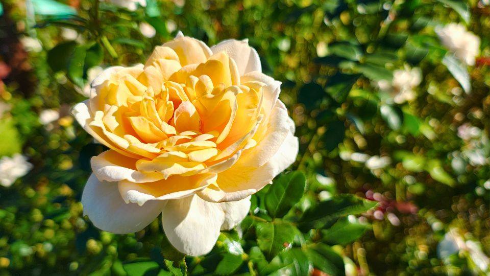 Holambra: Foto de uma Rosa cor Champanhe - Primavera a estação das flores