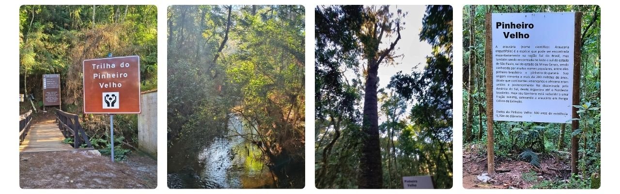 [Montagem de fotos de Trilha do Pinheiro Velho ]