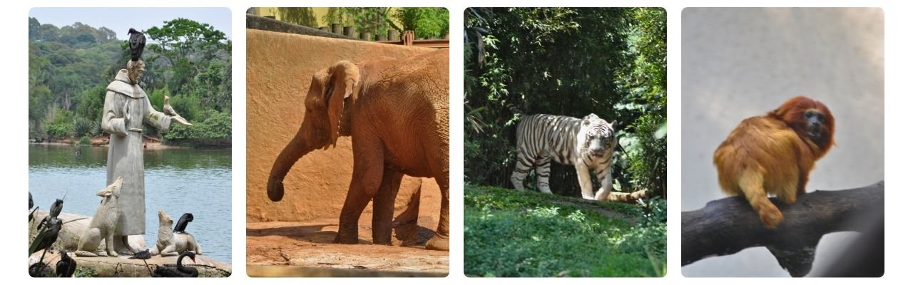 [Montagem de fotos de Zoológico de São Paulo (Zoo SP)]