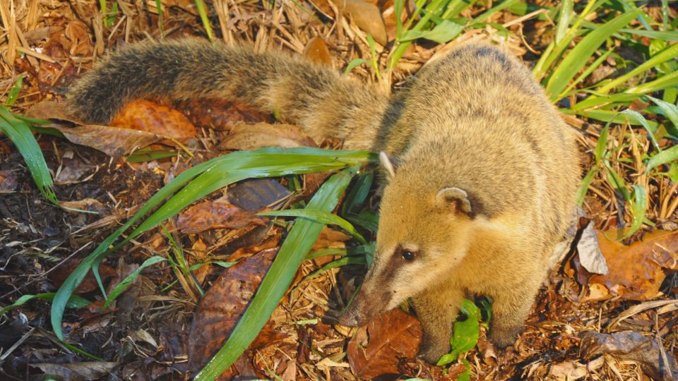 Um quati passeando no mato em busca de comida, não tenha contato com eles.