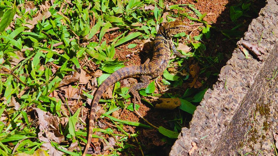 Lagarto fazendo pose enquanto fotografávamos