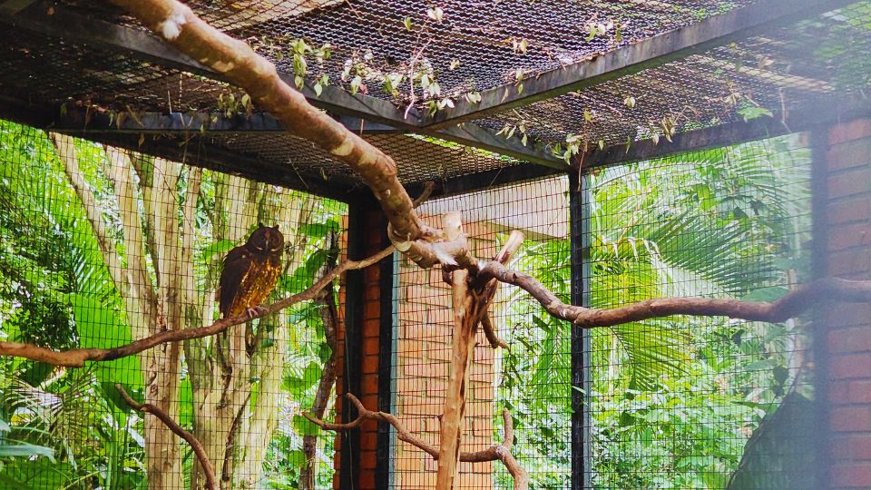 Uma coruja que foi resgatada, tratada e hoje é cuidada no Refúgio Bela Vista