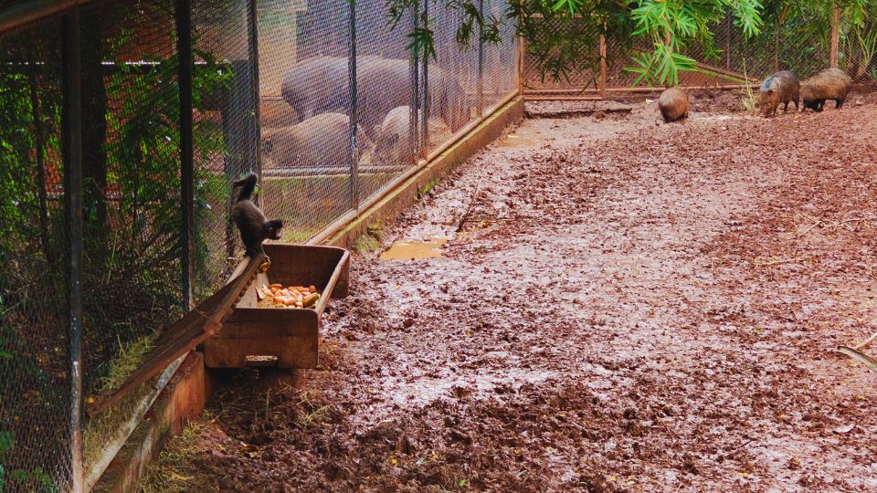 Um macaco prego atento ou pegar uma fruta da área das Antas e Porcos Cateto
