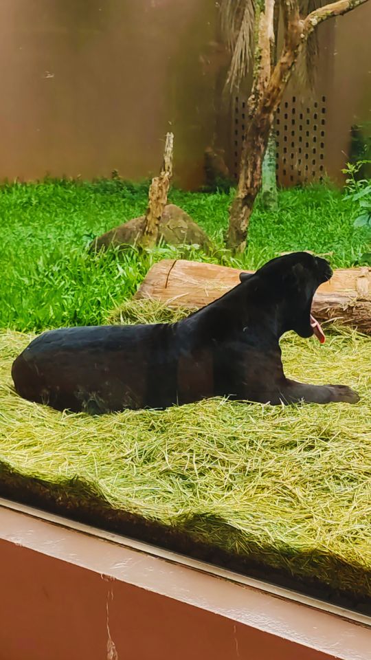 Onça pintada - A Nala - Mesmo sendo preta ela é uma onça pintada, é possível ver as silhuetas das pintas no reflexo da luz