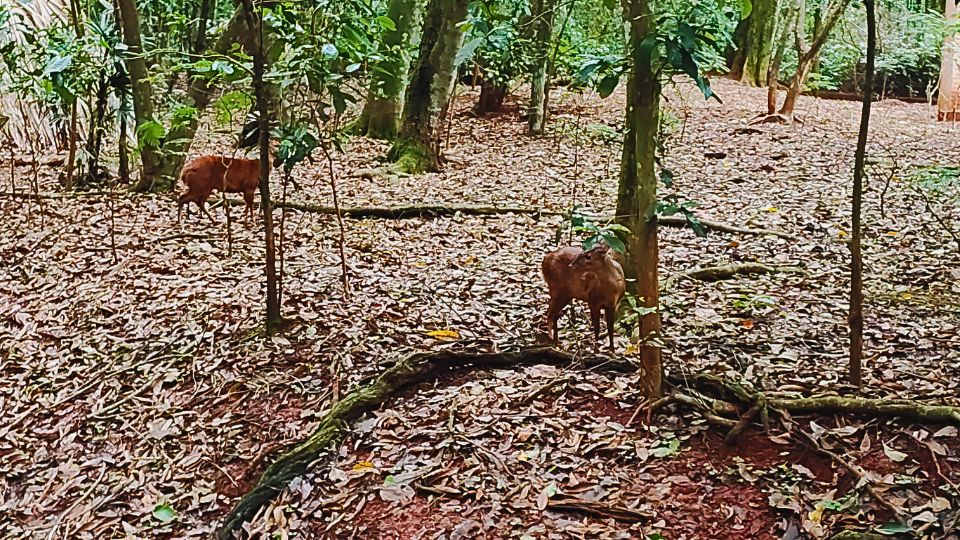 Veados Bororó vivem em uma grande área, alguns criados no Refúgio já voltaram para natureza