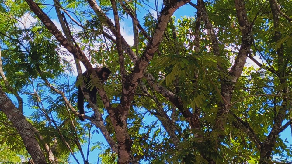 Um dos macacos analisando a situação para pegar as comidas das mesas